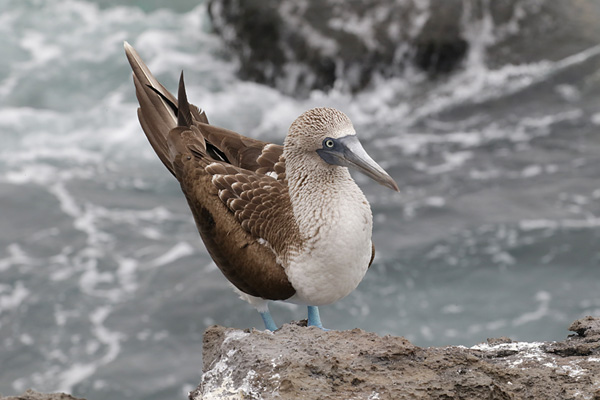 Bluefooted Booby